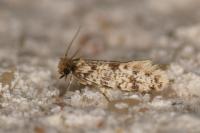 Eumasia parietariella