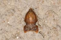 Acleris holmiana