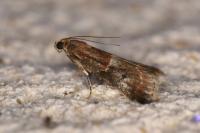 Acrobasis marmorea