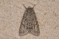 Acronicta aceris