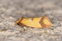 Agapeta zoegana