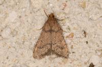 Bostra obsoletalis