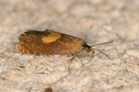 Dichrorampha alpinana/petiverella