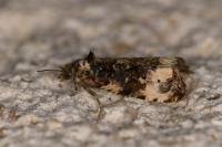 Endothenia gentianaeana/marginana/oblongana