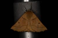 Crocallis elinguaria