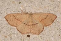 Cyclophora punctaria