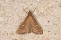 Dolicharthria punctalis