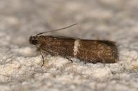 Elegia similella