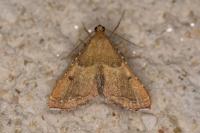 Endotricha flammealis