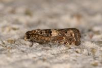 Epiblema graphana