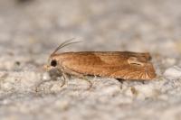 Eucosma conterminana