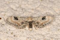 Eupithecia centaureata