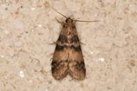 Euzophera pinguis