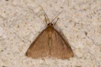Evergestis aenealis