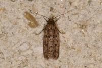 Hofmannophila pseudospretella