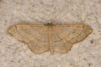 Idaea aversata