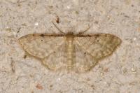 Idaea fuscovenosa