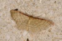 Idaea humiliata