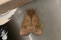 Ipimorpha subtusa