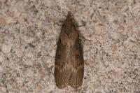 Lamoria anella