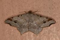 Macaria alternata