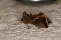 Macdunnoughia confusa