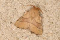 Malacosoma neustria