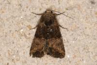 Mesoligia furuncula