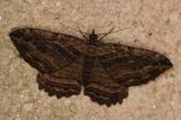 Philereme transversata