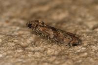 Phycita roborella