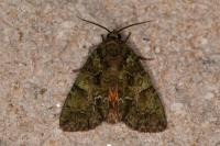 Polyphaenis sericata