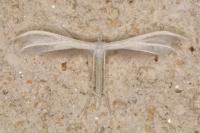 Pterophorus pentadactylus