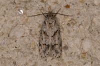Symmoca signatella