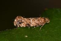 Acrolepia autumnitella