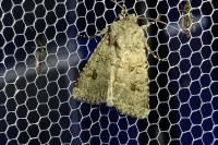 Anarta stigmosa