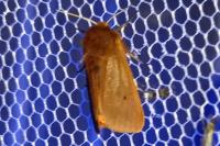 Phragmatobia fuliginosa