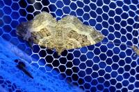 Epirrhoe alternata