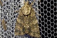 Acronicta rumicis