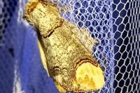 Phalera bucephala