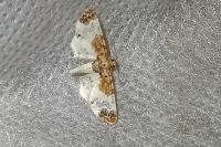 Eupithecia breviculata