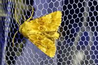 Eremobia ochroleuca