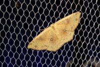 Cyclophora porata
