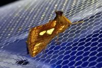 Plusia festucae