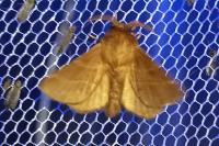 Malacosoma neustria