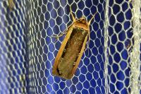 Ochropleura leucogaster