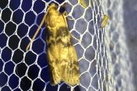 Euzophera pinguis