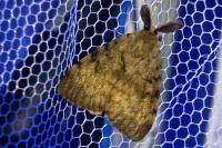 Lymantria dispar