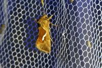 Macdunnoughia confusa