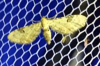 Eupithecia centaureata