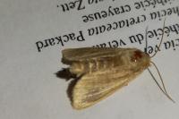 Mythimna pallens
